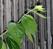 Leaves and fence