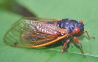 17-year periodical cicada