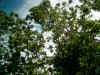 Trees tossed in a strong breeze with blue skies behind