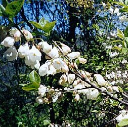 Silverbell blossoms