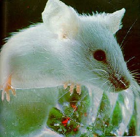 White rat in crystal bowl