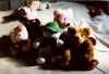 Teddy and many friends