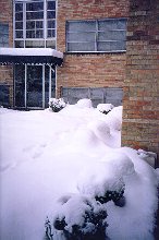 Snow-covered bushes!