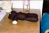 Teddy thawing out!