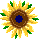 Sunflowers!